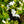 Load image into Gallery viewer, Deleware Valley White Azalea