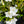 Load image into Gallery viewer, Deleware Valley White Azalea