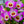 Load image into Gallery viewer, Dendrobium Orchid