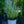 Load image into Gallery viewer, Denim 'n Lace Russian Sage