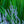 Load image into Gallery viewer, Denim 'n Lace Russian Sage