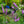 Load image into Gallery viewer, Common Blazing Star