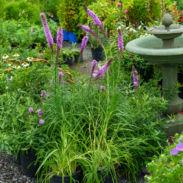 Common Blazing Star