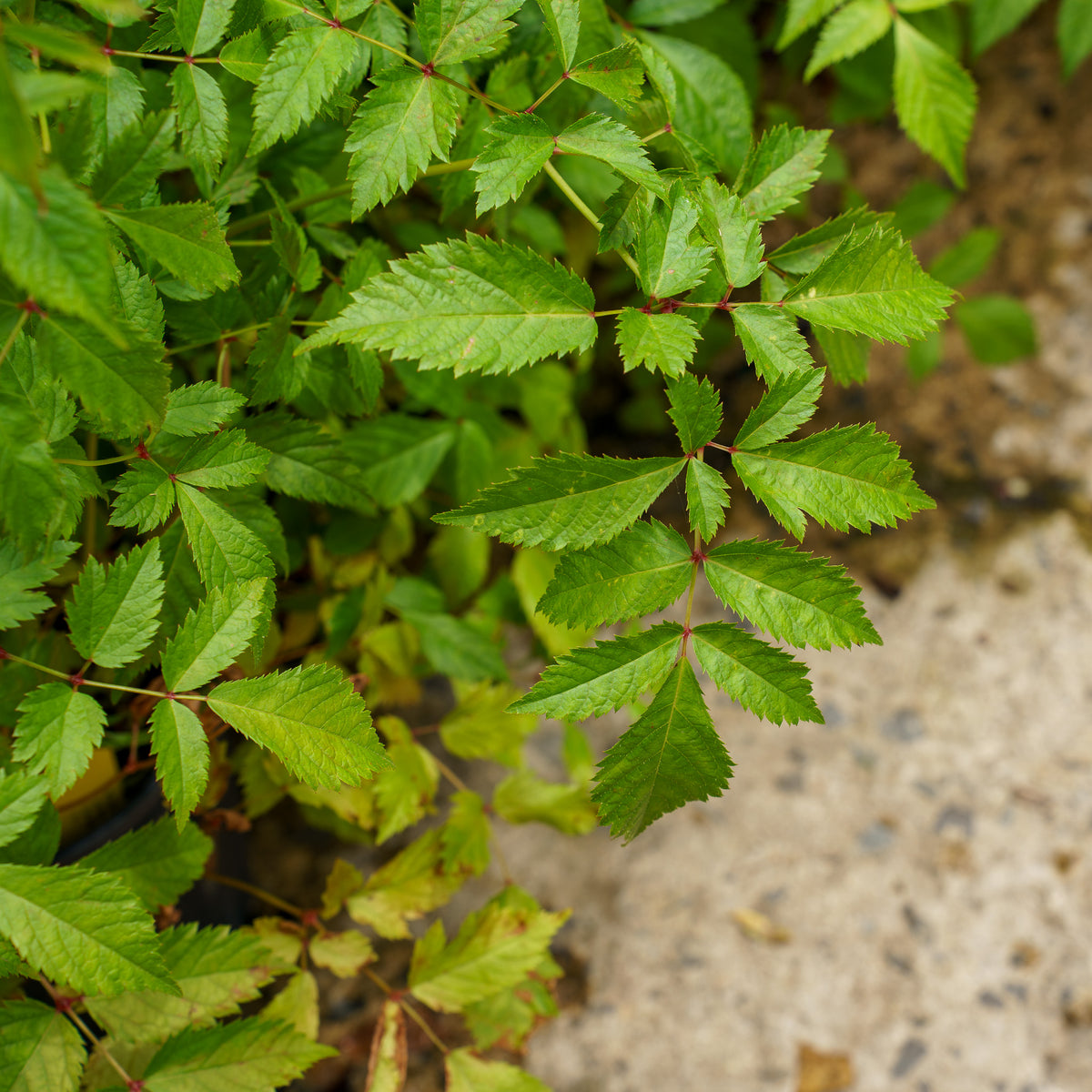 Deutschland Astilbe – Plant Detectives