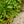 Load image into Gallery viewer, Deutschland Astilbe