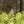 Load image into Gallery viewer, Deutschland Astilbe