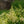 Load image into Gallery viewer, Deutschland Astilbe