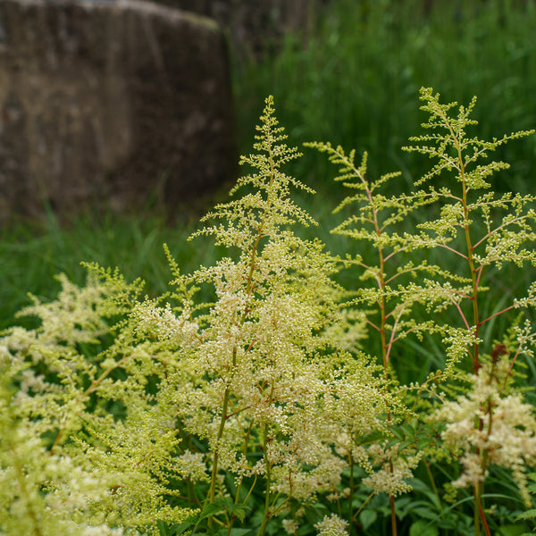 Deutschland Astilbe