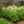Load image into Gallery viewer, Deutschland Astilbe