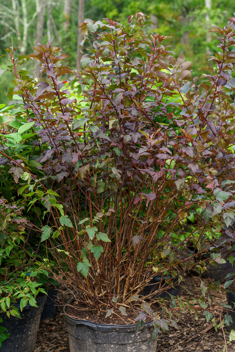 Diablo Ninebark – Plant Detectives