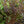 Load image into Gallery viewer, Diablo Ninebark