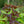 Load image into Gallery viewer, Diablo Ninebark