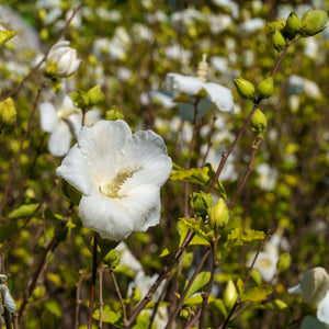 Diana Rose of Sharon