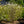 Load image into Gallery viewer, Diana Rose of Sharon