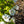 Load image into Gallery viewer, Diana Rose of Sharon