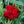 Load image into Gallery viewer, Pretty Poppers Electric Red Pinks Dianthus - Dianthus Early Spring - Perennials
