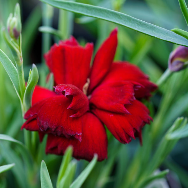Pretty Poppers Electric Red Pinks Dianthus - Dianthus Early Spring - Perennials