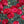 Load image into Gallery viewer, Pretty Poppers Electric Red Pinks Dianthus - Dianthus Early Spring - Perennials