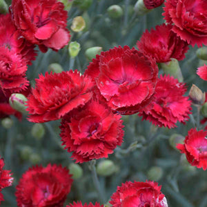 Pretty Poppers Electric Red Pinks Dianthus - Dianthus Early Spring - Perennials