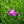 Load image into Gallery viewer, Kahori Pink Dianthus - Dianthus Early Spring - Perennials