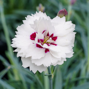 Silver Star Dianthus