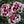 Load image into Gallery viewer, Odessa Pierrot Dianthus - Dianthus Early Spring - Perennials