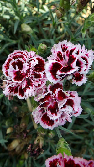 Odessa Pierrot Dianthus - Dianthus Early Spring - Perennials
