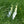 Load image into Gallery viewer, Straw Foxglove