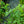 Load image into Gallery viewer, Domino Barrenwort