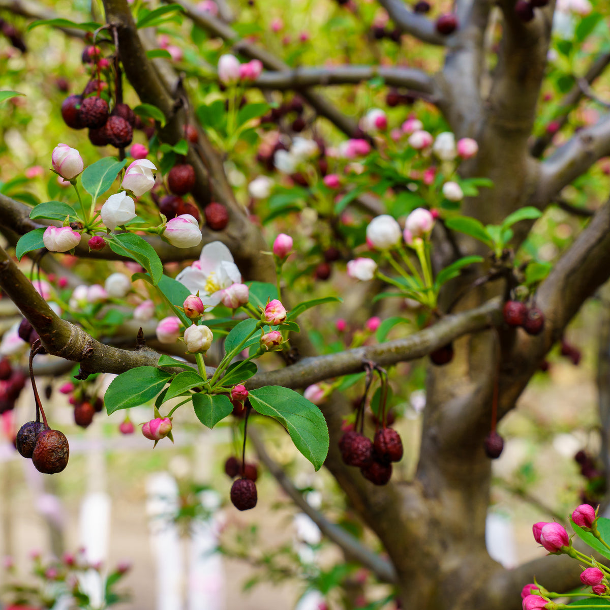 Take A Look About Donald Wyman Crabapple