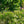 Load image into Gallery viewer, Donald Wyman Lilac