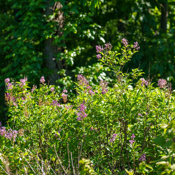Donald Wyman Lilac