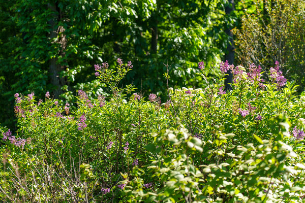 Donald Wyman Lilac