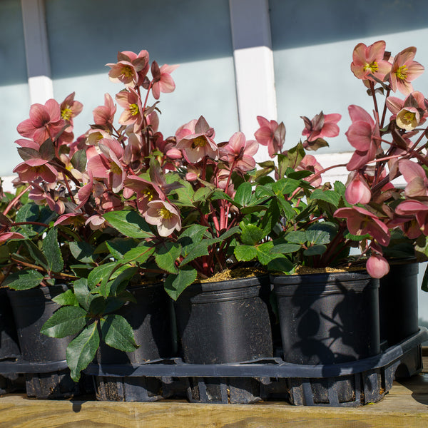 Dorothy's Dawn Lenten Rose