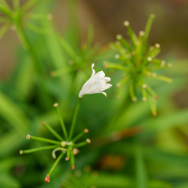 Double Diamond Agapanthus