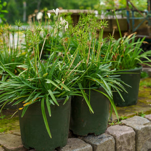 Double Diamond Agapanthus