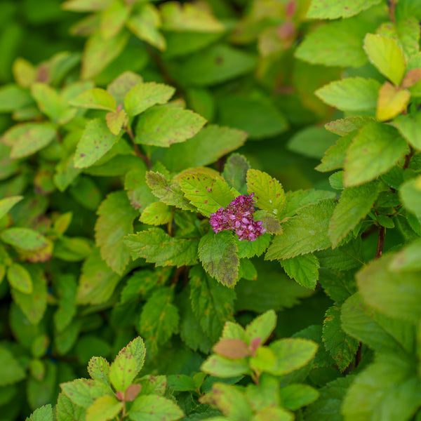 Double Play Big Bang Spirea