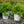 Load image into Gallery viewer, Double Play Big Bang Spirea