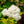 Load image into Gallery viewer, Double Play Blue Kazoo Spirea