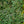 Load image into Gallery viewer, Double Play Blue Kazoo Spirea
