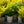Load image into Gallery viewer, Double Play Blue Kazoo Spirea