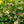 Load image into Gallery viewer, Double Play Blue Kazoo Spirea