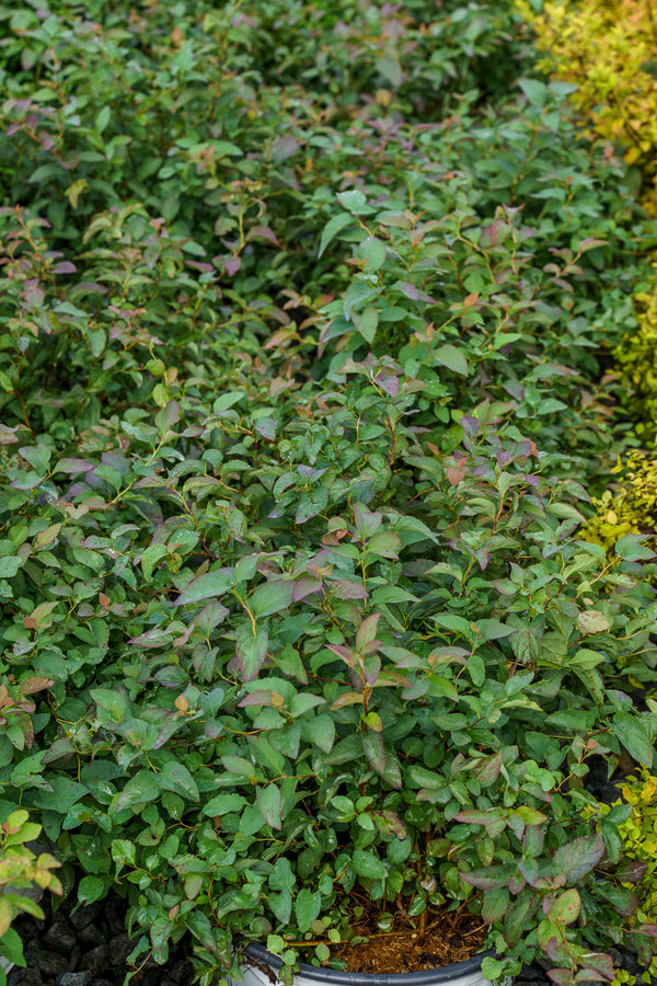 Double Play Blue Kazoo Spirea