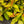 Load image into Gallery viewer, Doubleplay Candy Corn Spirea - Spirea - Shrubs