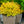Load image into Gallery viewer, Doubleplay Candy Corn Spirea - Spirea - Shrubs