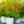 Load image into Gallery viewer, Doubleplay Doozie Spirea - Spirea - Shrubs