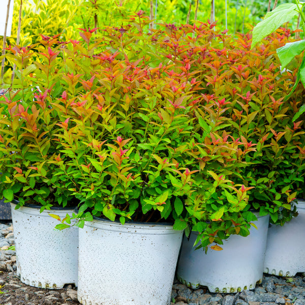 Double Play Doozie Spirea