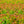 Load image into Gallery viewer, Doubleplay Doozie Spirea - Spirea - Shrubs