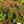 Load image into Gallery viewer, Double Play Doozie Spirea