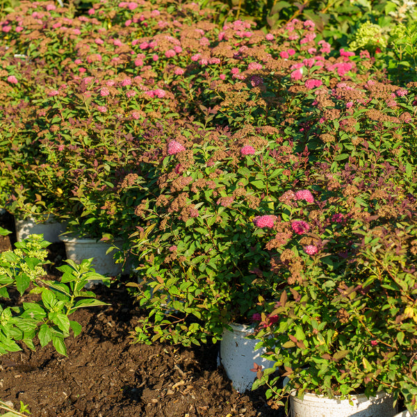 Double Play Doozie Spirea